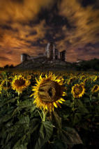 Darío Cuesta (Medieval Sunflowers)